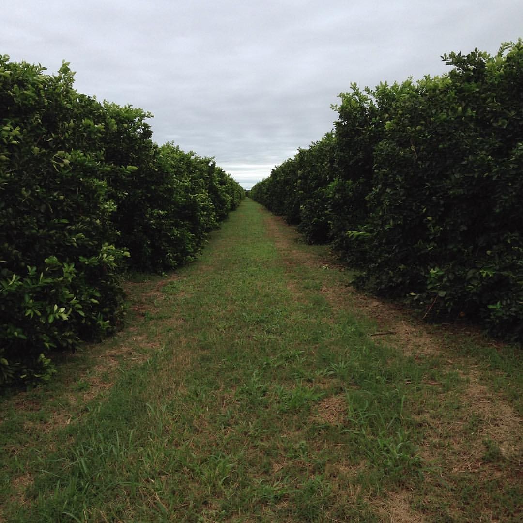 Citricultura - Limão Taiti